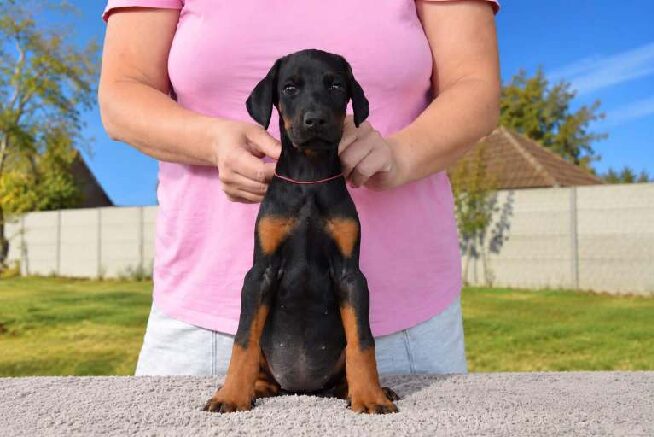 Penelope Dobermann Penelope Dobermann