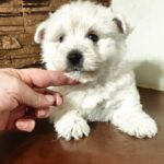 Penelope-female-West-Highland-White-Terrier-puppy-for-sale- (1)