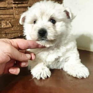 Penelope West Highland White Terrier Penelope West Highland White Terrier