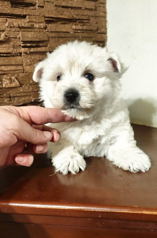 Penelope West Highland White Terrier Penelope West Highland White Terrier