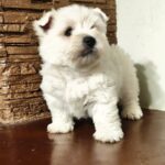 Penelope-female-West-Highland-White-Terrier-puppy-for-sale- (2)