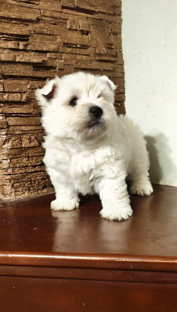 Penelope West Highland White Terrier Penelope West Highland White Terrier