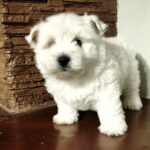 Penelope-female-West-Highland-White-Terrier-puppy-for-sale- (3)