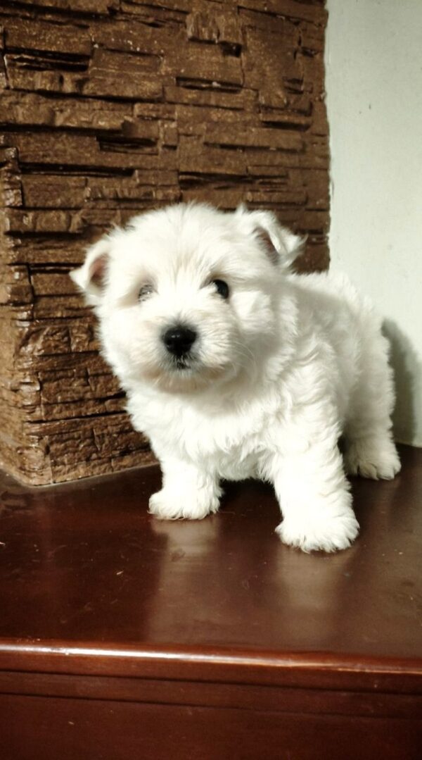 Penelope West Highland White Terrier Penelope West Highland White Terrier