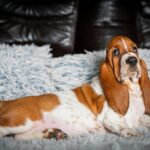 Petra-female-Basset-hound-puppy-for-sale-1 (1)
