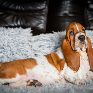 Petra Basset Hound Petra Basset Hound