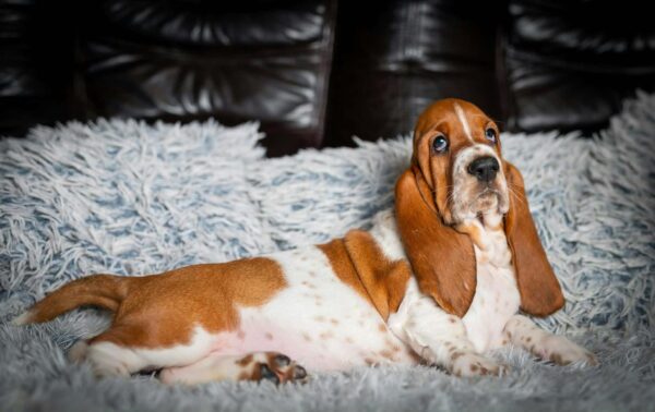 Petra Basset Hound Petra Basset Hound