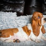 Petra-female-Basset-hound-puppy-for-sale-1 (2)