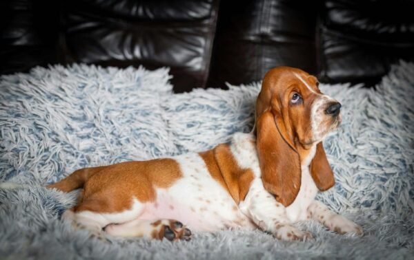 Petra Basset Hound Petra Basset Hound