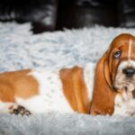 Petra-female-Basset-hound-puppy-for-sale-1 (3)