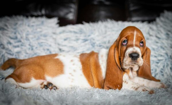 Petra Basset Hound Petra Basset Hound