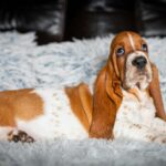 Petra-female-Basset-hound-puppy-for-sale-1 (4)