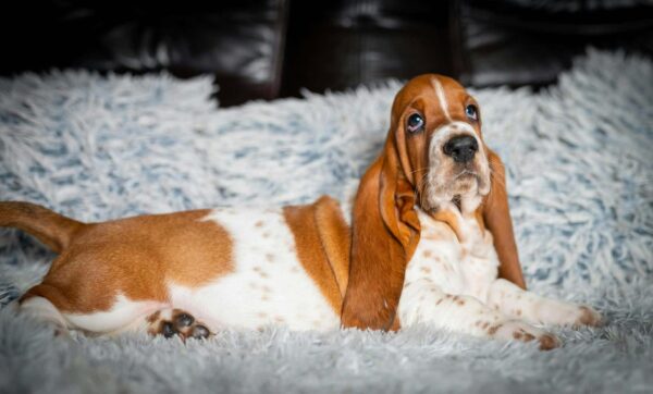 Petra Basset Hound Petra Basset Hound
