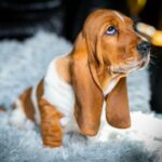 Polly-female-Basset-hound-puppy-for-sale-1 (1)