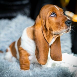 Polly Basset Hound Polly Basset Hound