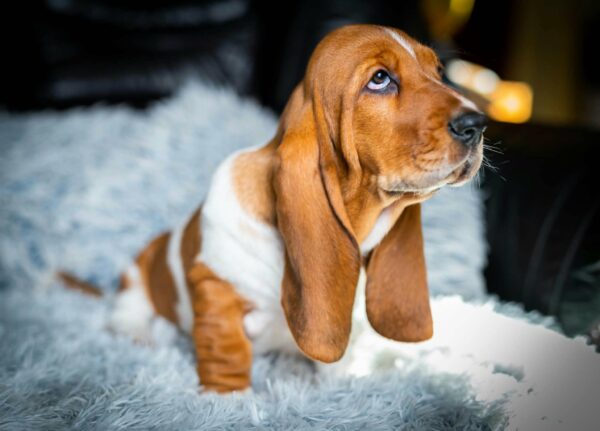 Polly Basset Hound Polly Basset Hound