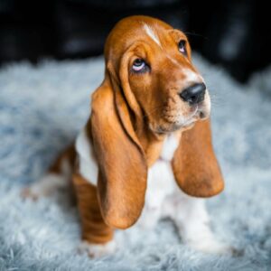 Polly Basset Hound Polly Basset Hound