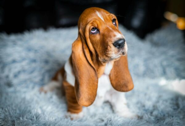 Polly Basset Hound Polly Basset Hound