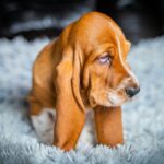 Polly-female-Basset-hound-puppy-for-sale-1 (3)