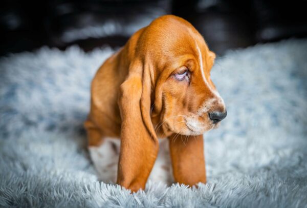 Polly Basset Hound Polly Basset Hound