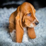 Polly-female-Basset-hound-puppy-for-sale-1 (4)