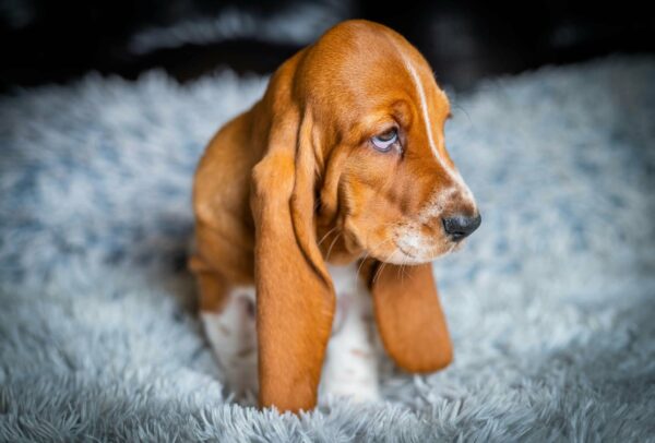 Polly Basset Hound Polly Basset Hound