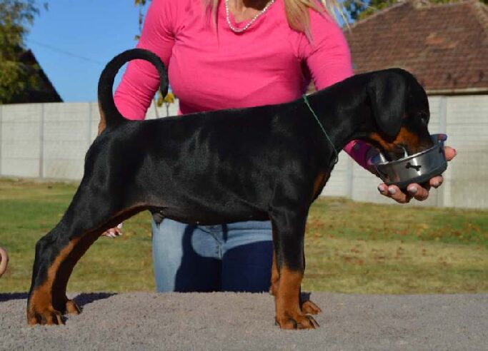 Predator Dobermann Predator Dobermann