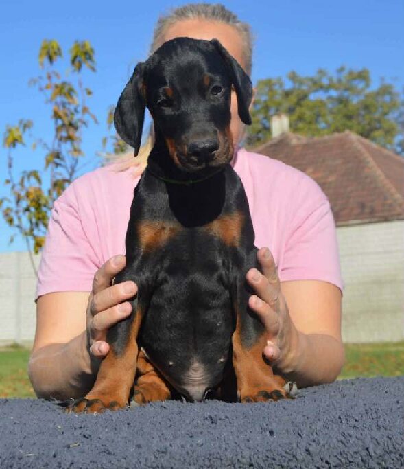Predator Dobermann Predator Dobermann