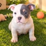Princeton-American-Bully-puppy-for-sale- (1)