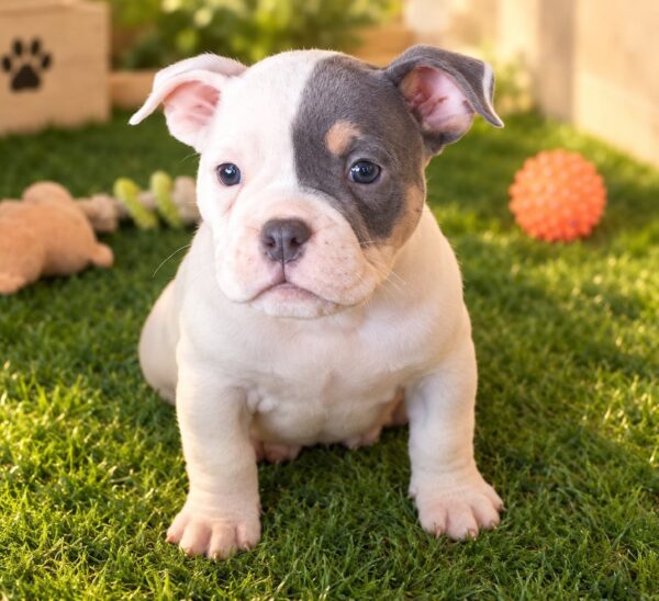 Princeton American Bully Princeton American Bully