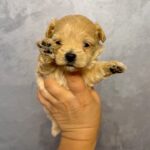 Quavion-male-Maltipoo-puppy-for-sale- (1)