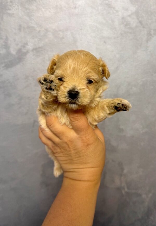 Quavion Maltipoo Quavion Maltipoo
