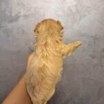 Quavion-male-Maltipoo-puppy-for-sale- (2)