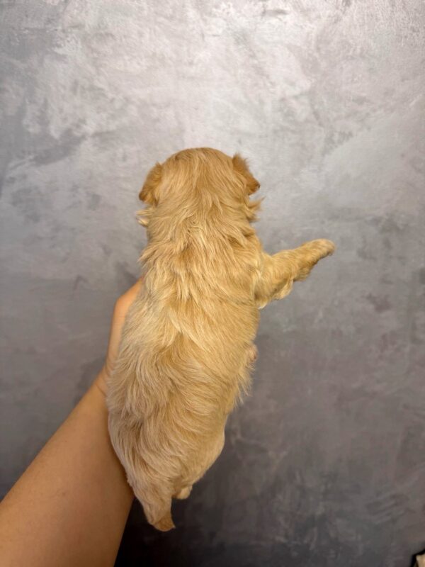 Quavion Maltipoo Quavion Maltipoo