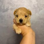 Quavion-male-Maltipoo-puppy-for-sale- (3)