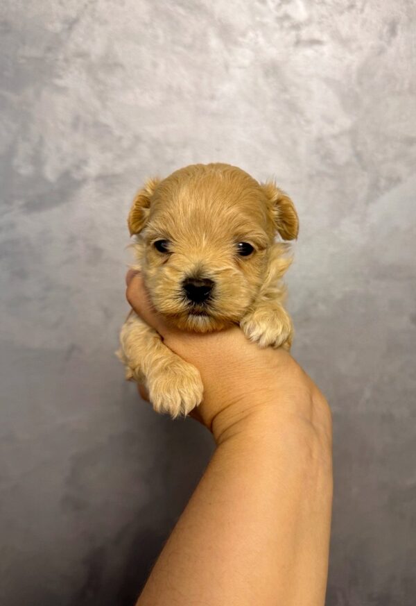 Quavion Maltipoo Quavion Maltipoo