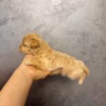 Quavion-male-Maltipoo-puppy-for-sale- (4)