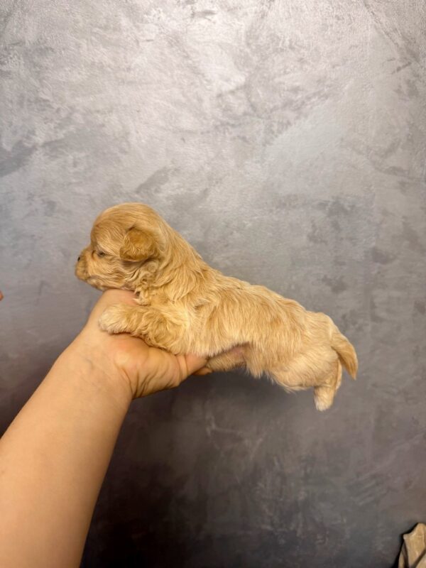 Quavion Maltipoo Quavion Maltipoo