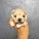 Quinelle-female-Maltipoo-puppy-for-sale- (3)