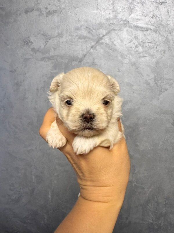 Quinelle Maltipoo Quinelle Maltipoo