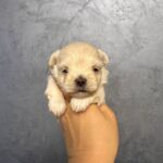 Quinelle-female-Maltipoo-puppy-for-sale- (4)