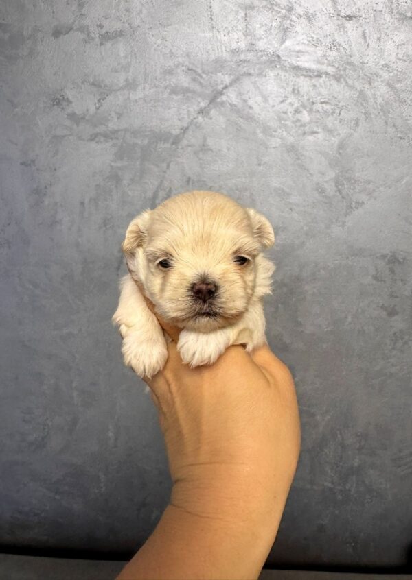 Quinelle Maltipoo Quinelle Maltipoo