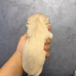 Quinelle-female-Maltipoo-puppy-for-sale- (5)