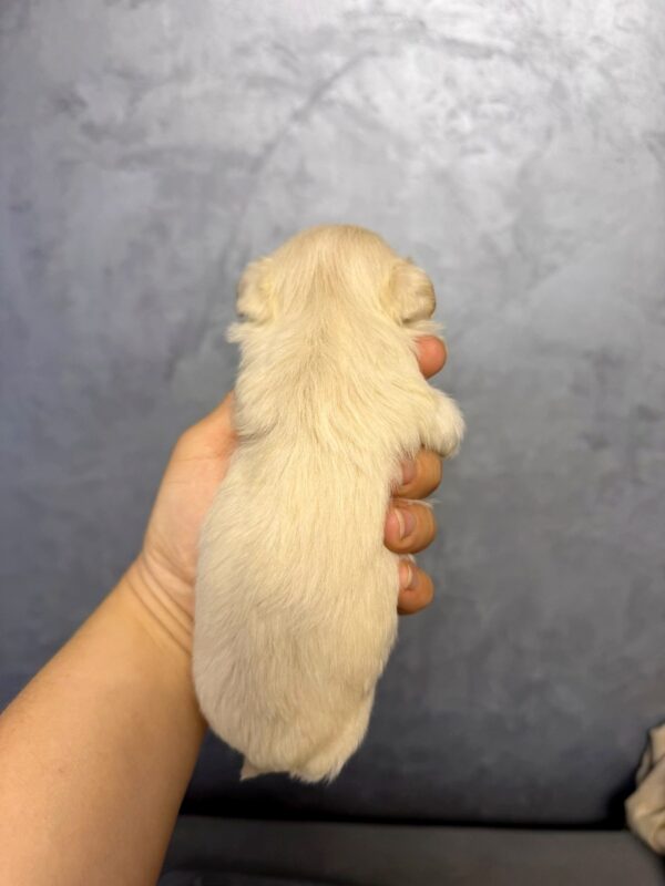 Quinelle Maltipoo Quinelle Maltipoo