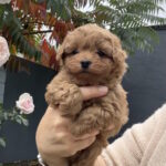 Raddi-female-maltipoo-puppy-for-sale-1