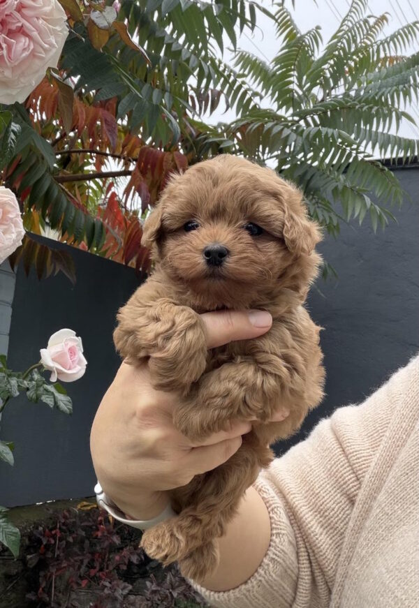 Raddi Maltipoo Raddi Maltipoo