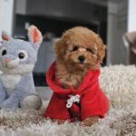 Radiana-female-toy-poodle-puppy-for-sale-1 (1)