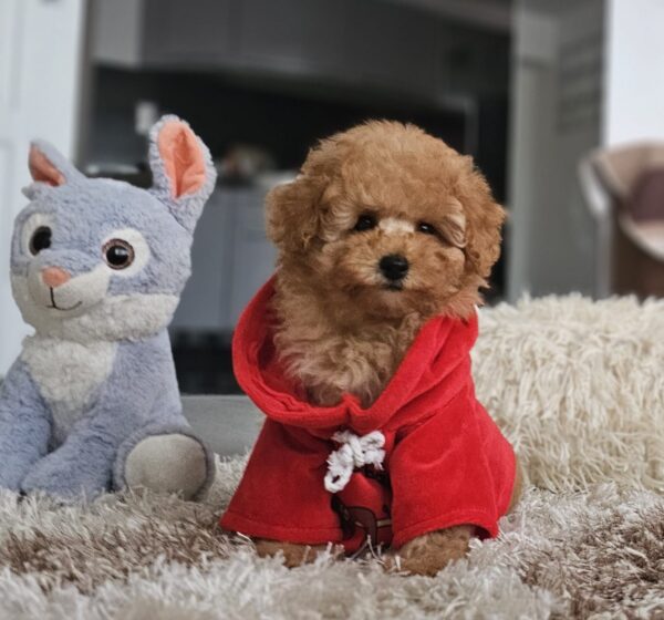 Radiana Toy Poodle Radiana Toy Poodle