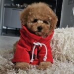 Radiana-female-toy-poodle-puppy-for-sale-1 (2)