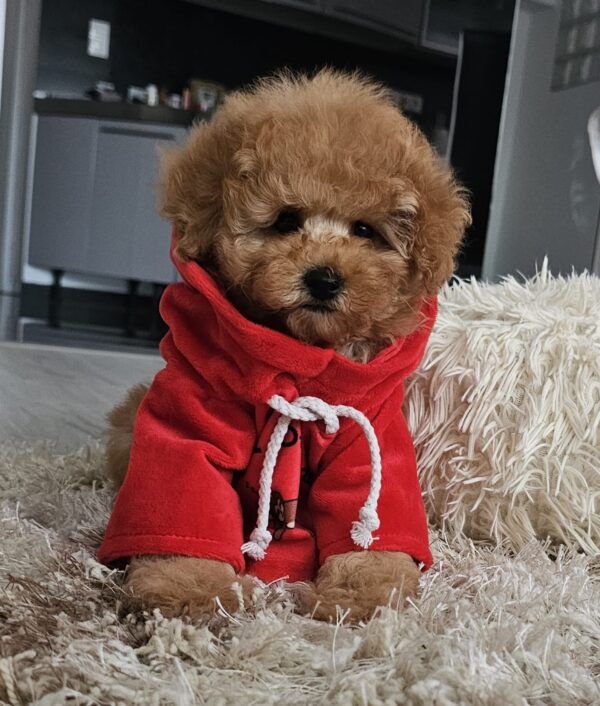 Radiana Toy Poodle Radiana Toy Poodle